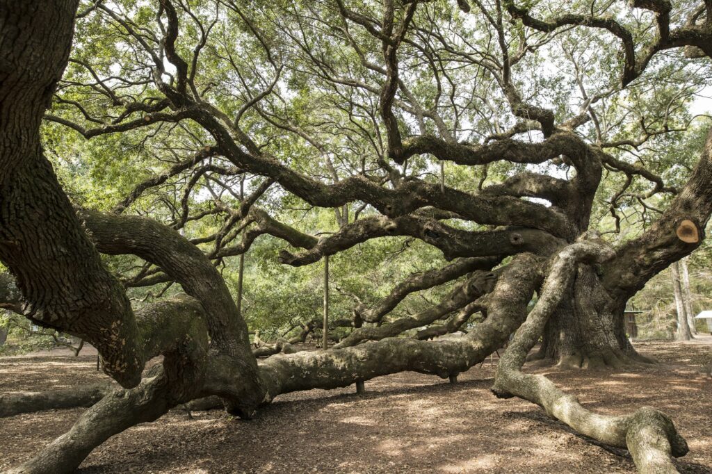 Angel Oak Tree in South Carolina, standing strong as a symbol of growth and endurance, much like the services provided by Legacy Practice Transitions.